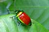 Beetle on Ay
